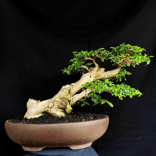 Detail Macam Macam Gaya Bonsai Nomer 24