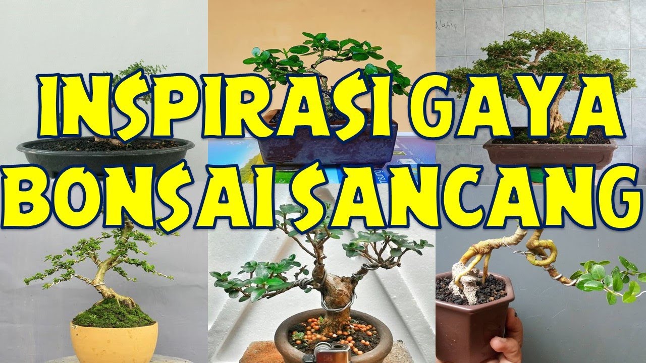 Detail Macam Macam Gaya Bonsai Nomer 26