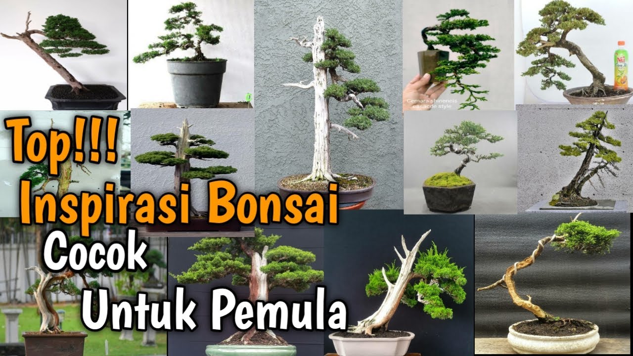 Detail Macam Macam Gaya Bonsai Nomer 42