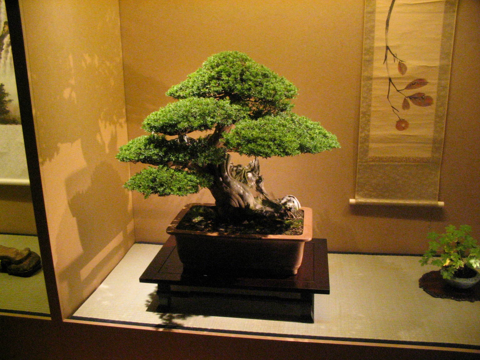 Detail Macam Macam Gaya Bonsai Nomer 43