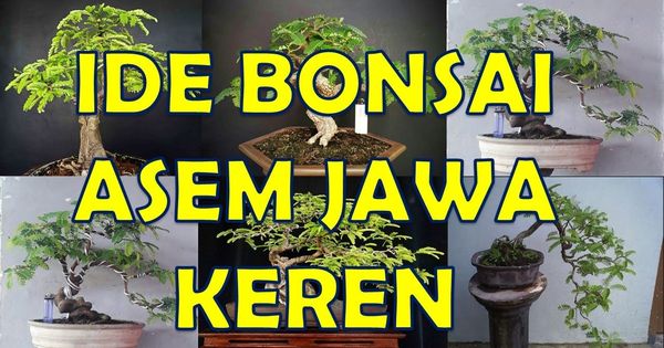 Detail Macam Macam Gaya Bonsai Nomer 45