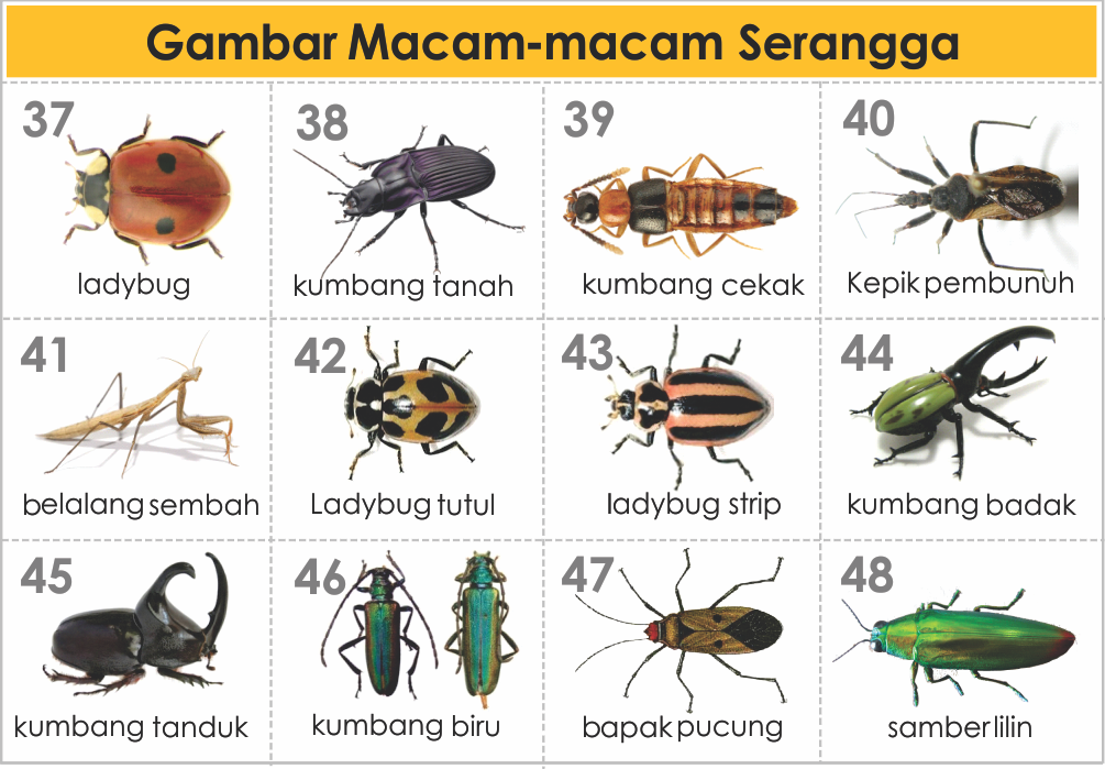 Macam Macam Hewan Serangga - KibrisPDR