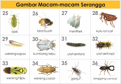 Detail Macam Macam Hewan Serangga Nomer 7