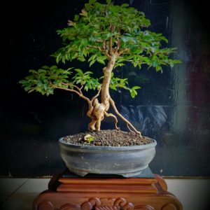 Detail Macam Macam Jenis Bonsai Nomer 14