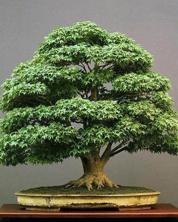 Detail Macam Macam Jenis Bonsai Nomer 15