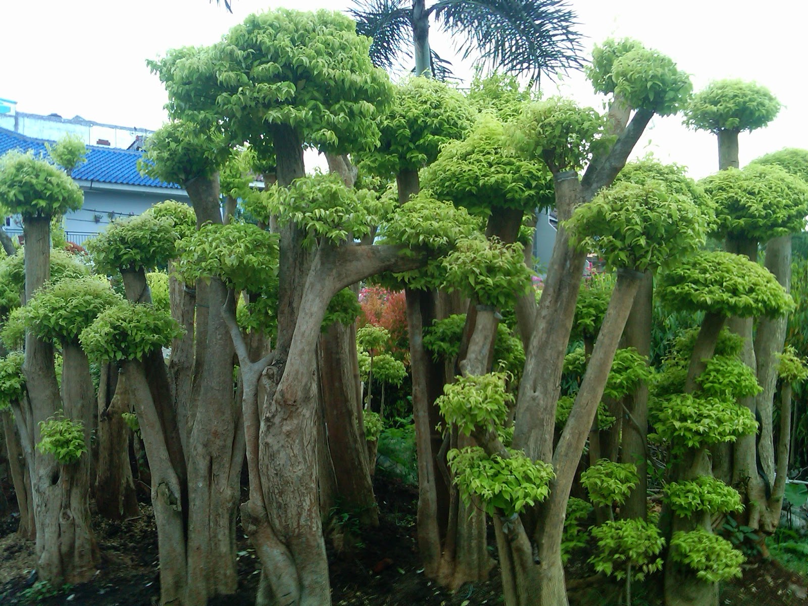 Detail Macam Macam Jenis Bonsai Nomer 21