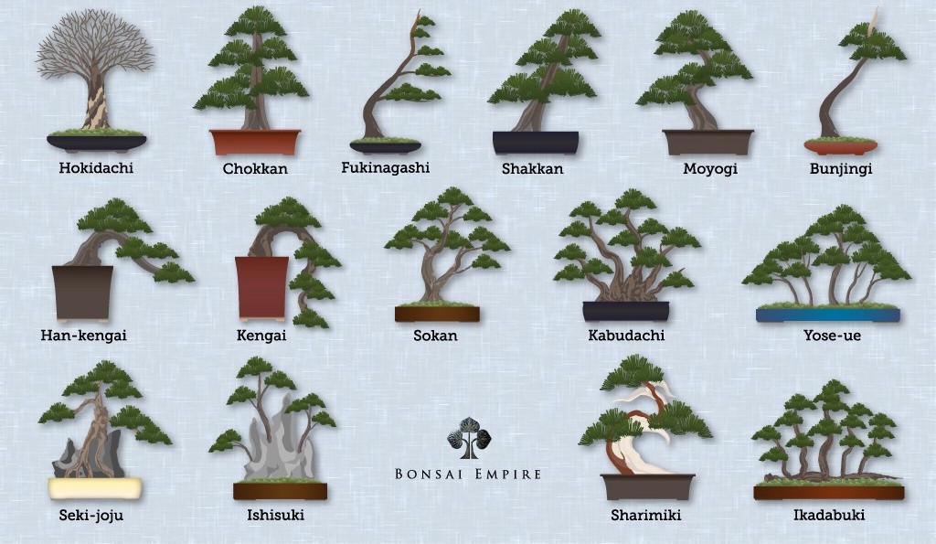 Detail Macam Macam Jenis Bonsai Nomer 24