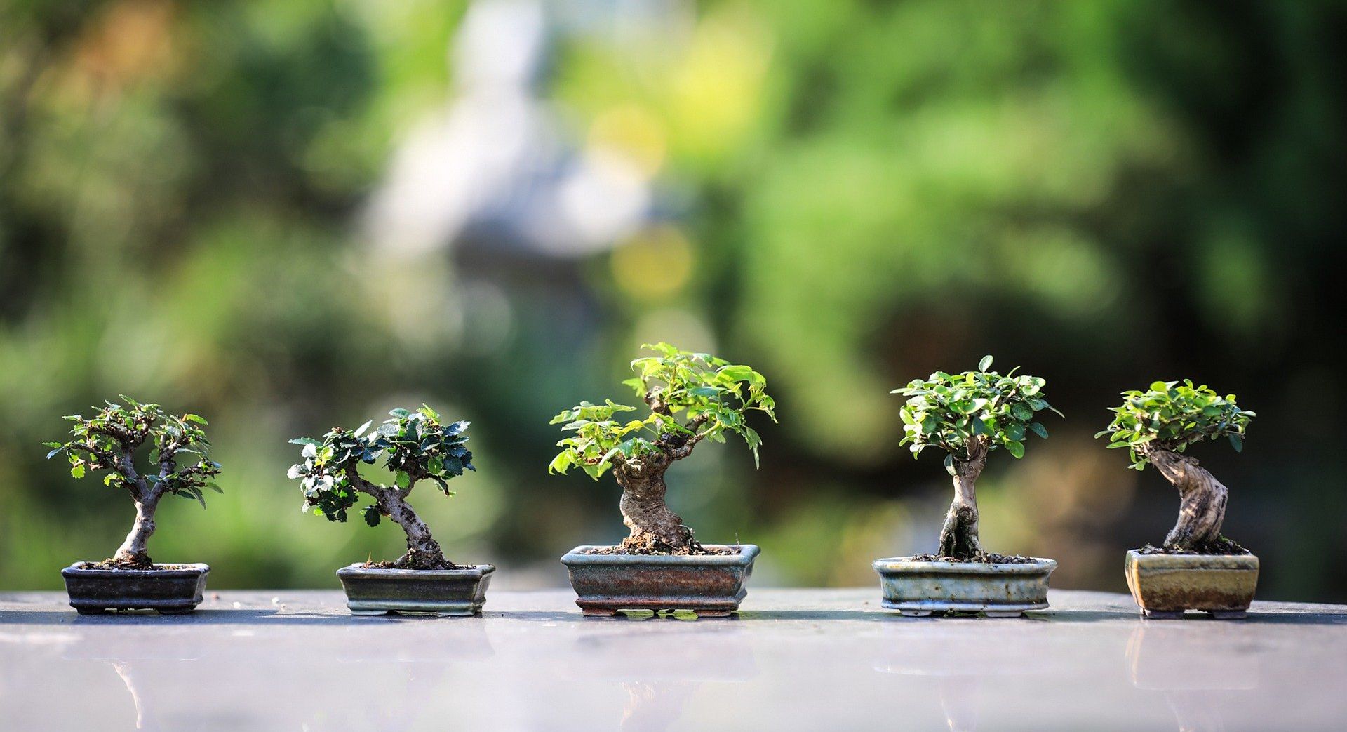 Detail Macam Macam Jenis Bonsai Nomer 29