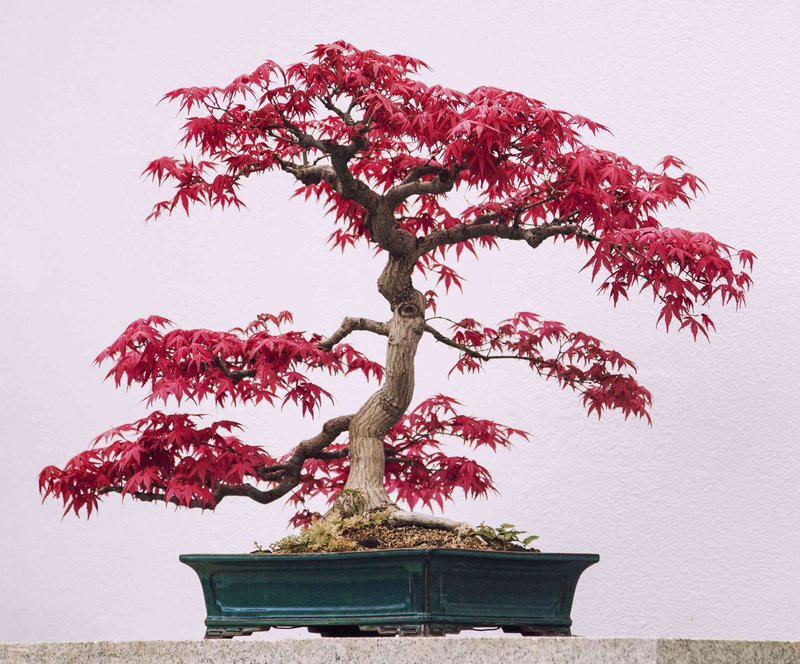 Detail Macam Macam Jenis Bonsai Nomer 35