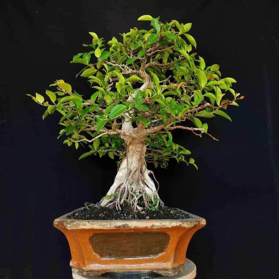 Detail Macam Macam Jenis Bonsai Nomer 38