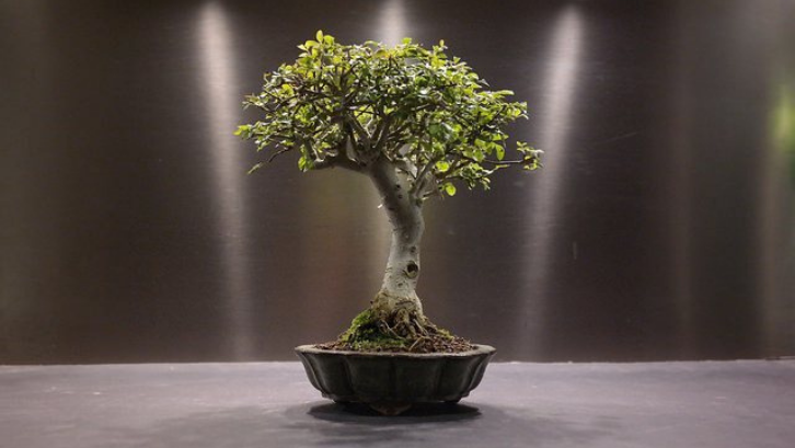 Detail Macam Macam Jenis Bonsai Nomer 41