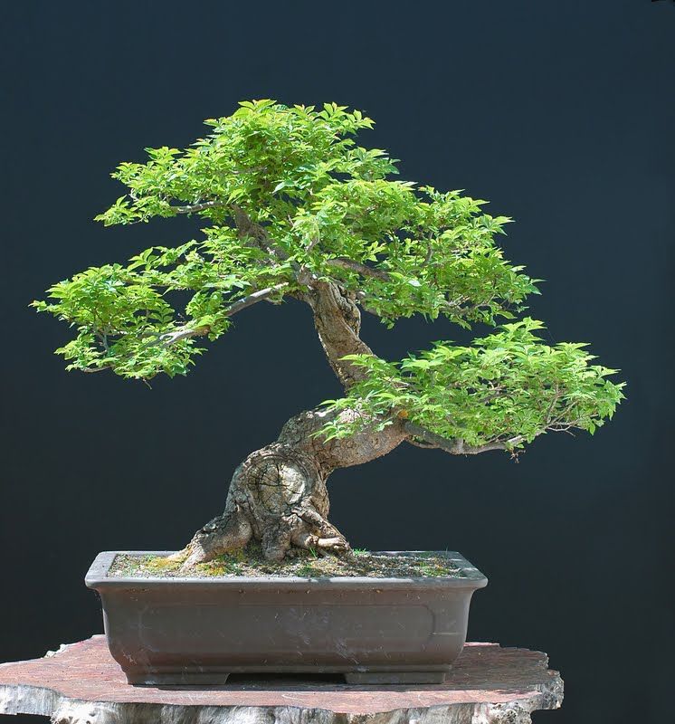 Detail Macam Macam Jenis Bonsai Nomer 6