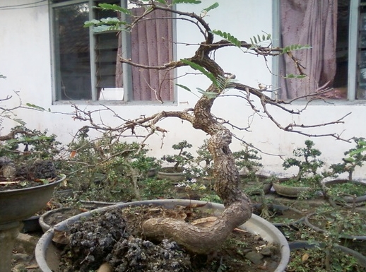 Detail Macam Macam Jenis Bonsai Nomer 46