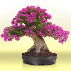 Detail Macam Macam Jenis Bonsai Nomer 9