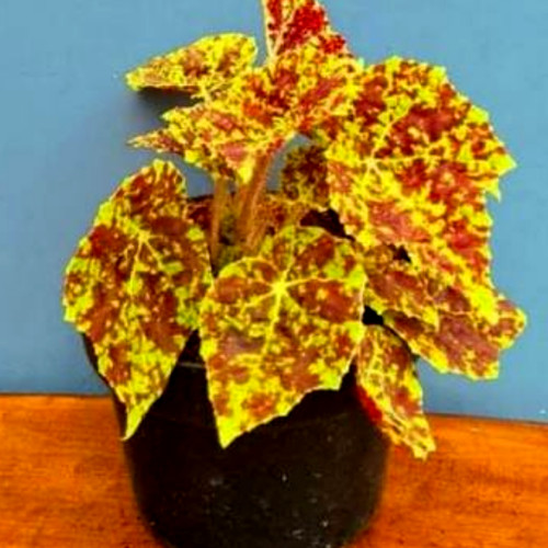 Detail Macam Macam Jenis Bunga Begonia Nomer 42