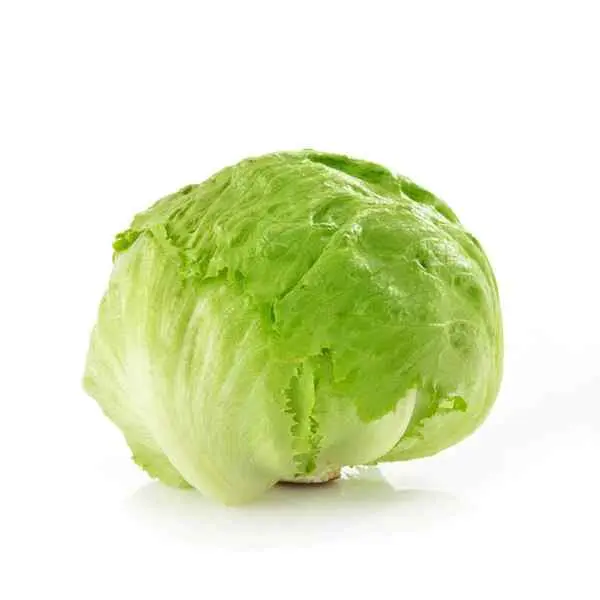 Detail Macam Macam Lettuce Dan Gambarnya Nomer 9