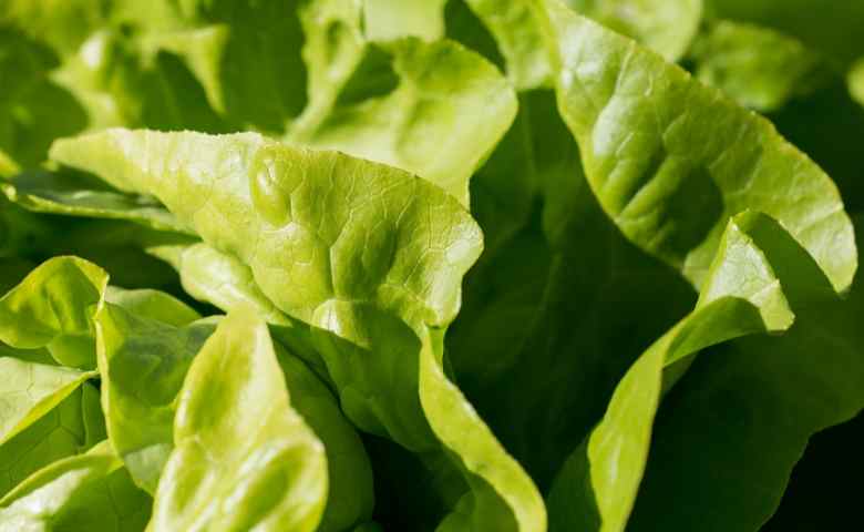 Detail Macam Macam Lettuce Dan Gambarnya Nomer 32