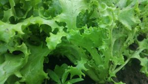 Detail Macam Macam Lettuce Dan Gambarnya Nomer 40