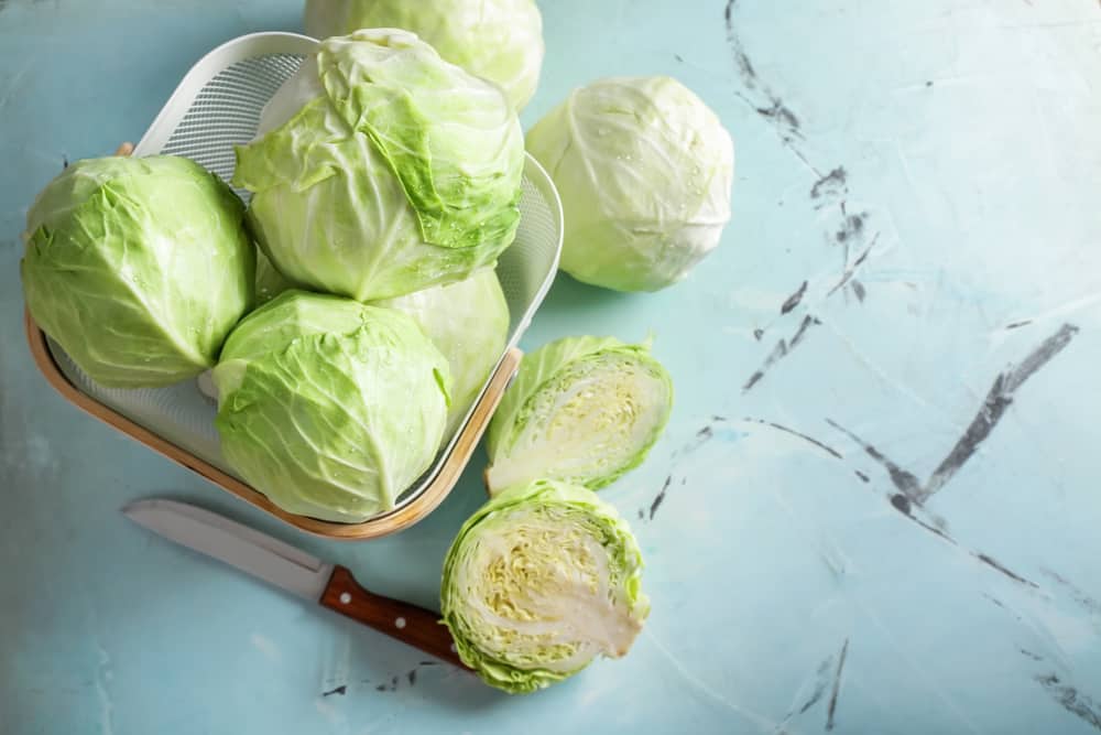 Detail Macam Macam Lettuce Dan Gambarnya Nomer 42