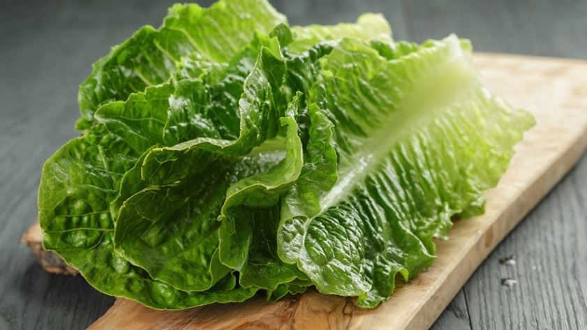 Detail Macam Macam Lettuce Dan Gambarnya Nomer 5