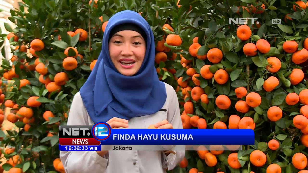Detail Macam Macam Pohon Jeruk Nomer 43