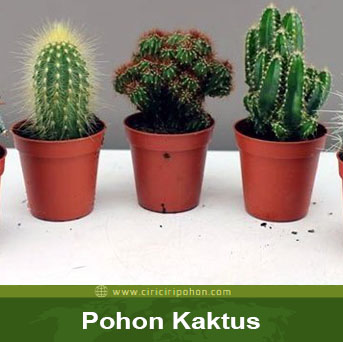 Detail Macam Macam Pohon Kaktus Nomer 11