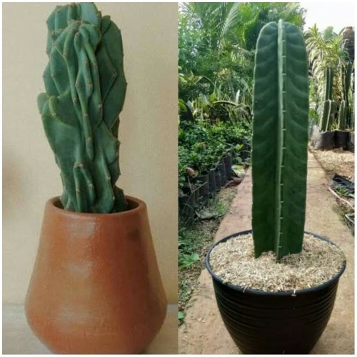 Detail Macam Macam Pohon Kaktus Nomer 29