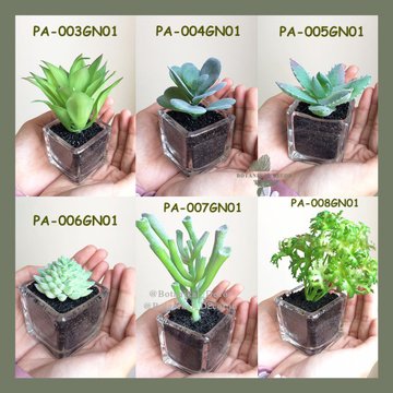 Detail Macam Macam Pohon Kaktus Nomer 31