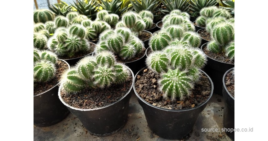 Detail Macam Macam Pohon Kaktus Nomer 35