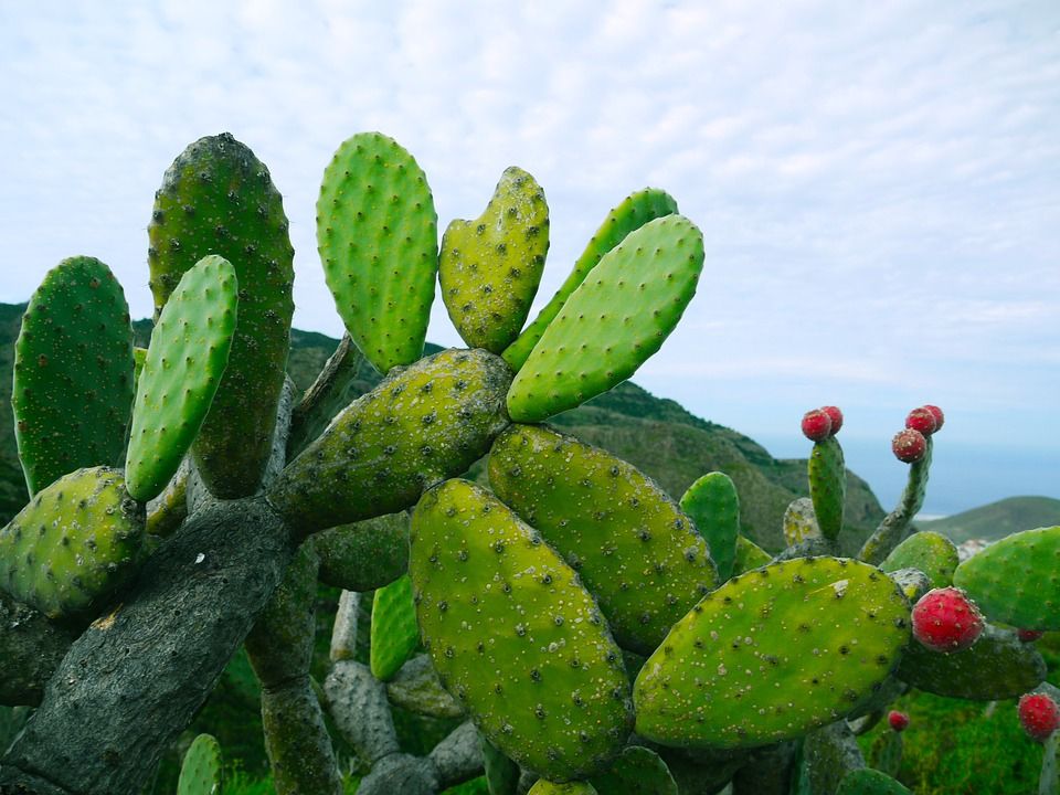 Detail Macam Macam Pohon Kaktus Nomer 39