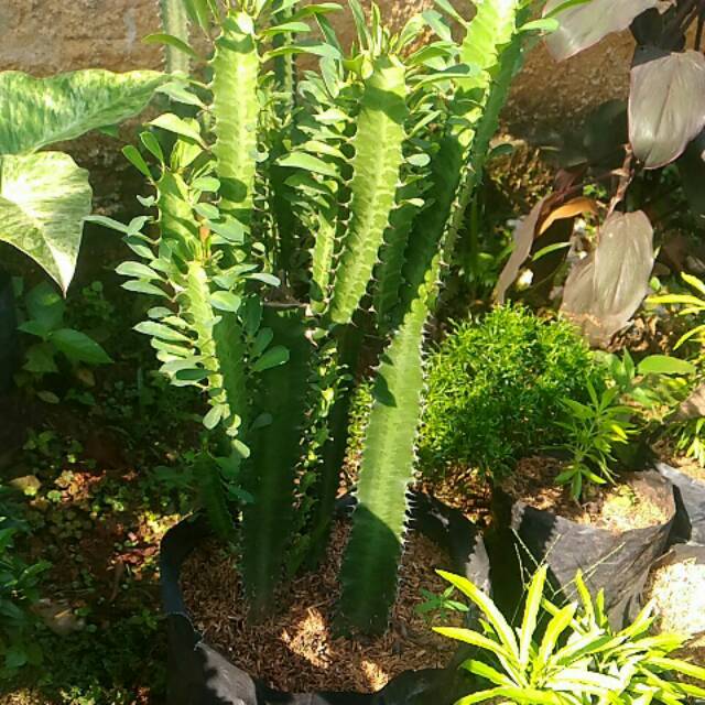 Detail Macam Macam Pohon Kaktus Nomer 43