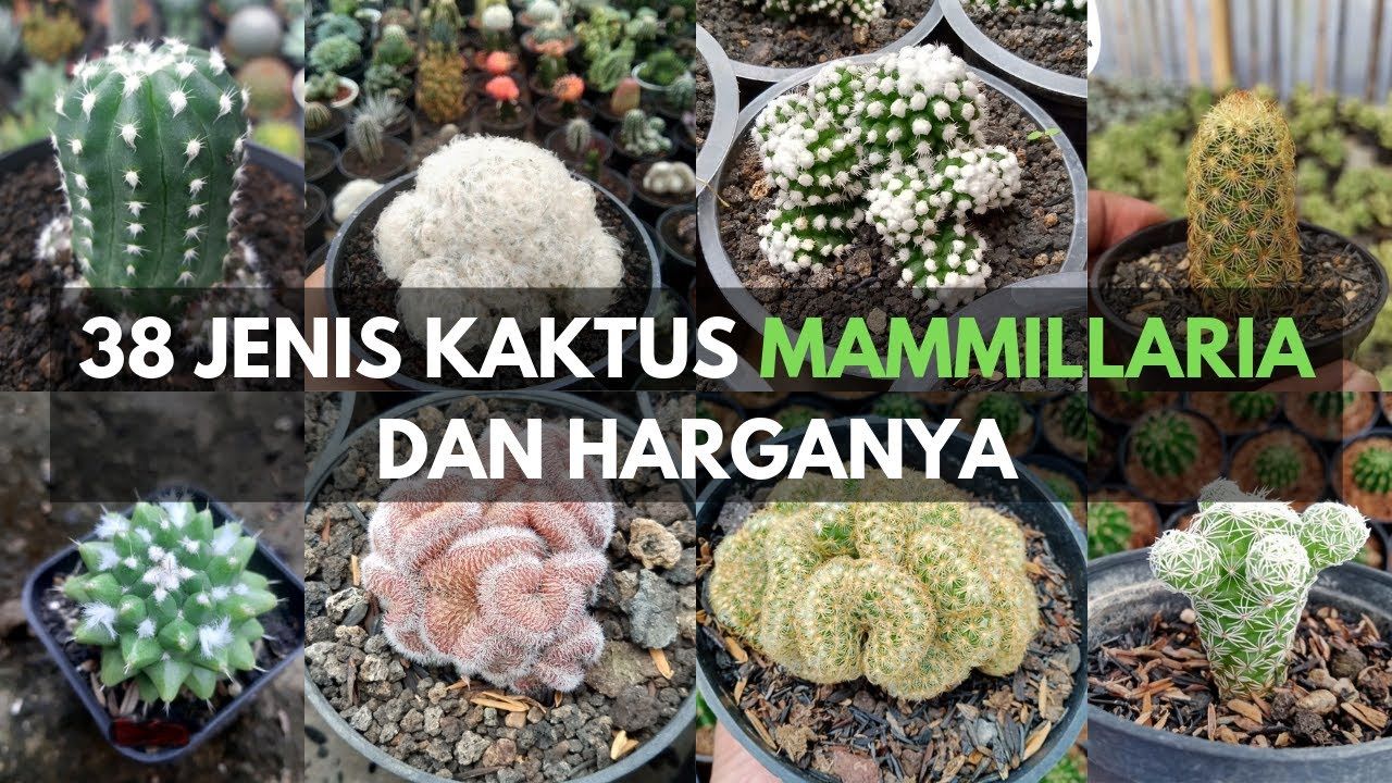 Detail Macam Macam Pohon Kaktus Nomer 44