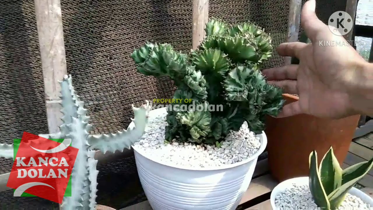 Detail Macam Macam Pohon Kaktus Nomer 51