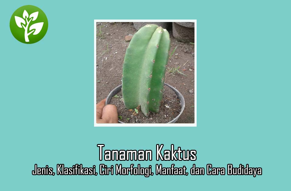 Detail Macam Macam Pohon Kaktus Nomer 52