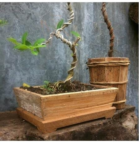 Detail Macam Macam Pot Bonsai Nomer 26