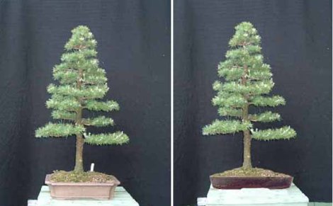 Detail Macam Macam Pot Bonsai Nomer 39