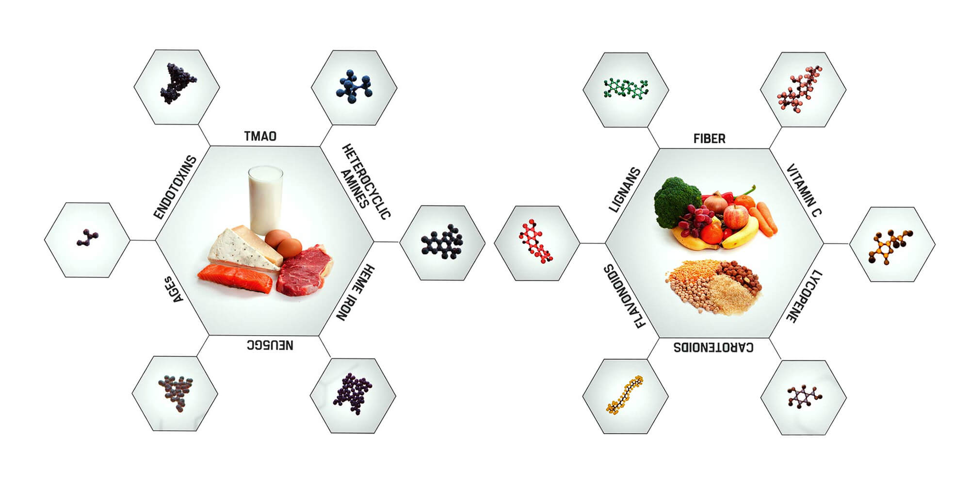 Detail Macam Macam Protein Hewani Nomer 42