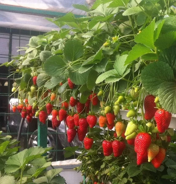 Detail Macam Macam Strawberry Nomer 28