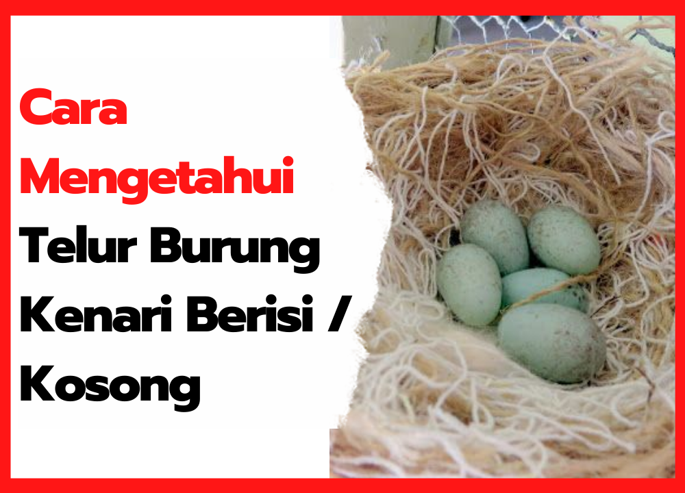 Detail Macam Macam Telur Burung Nomer 39