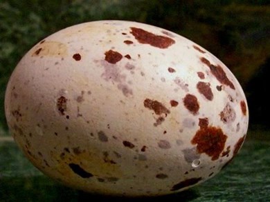 Detail Macam Macam Telur Burung Nomer 6