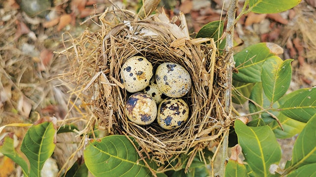 Detail Macam Macam Telur Burung Nomer 45