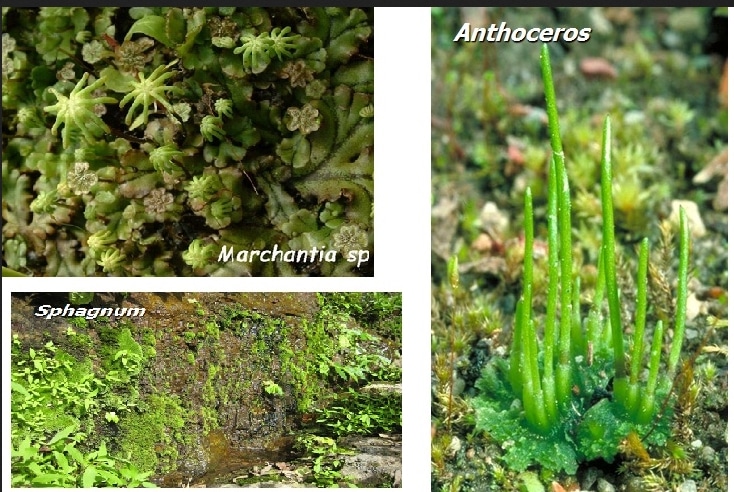 Detail Macam Macam Tumbuhan Lumut Nomer 27
