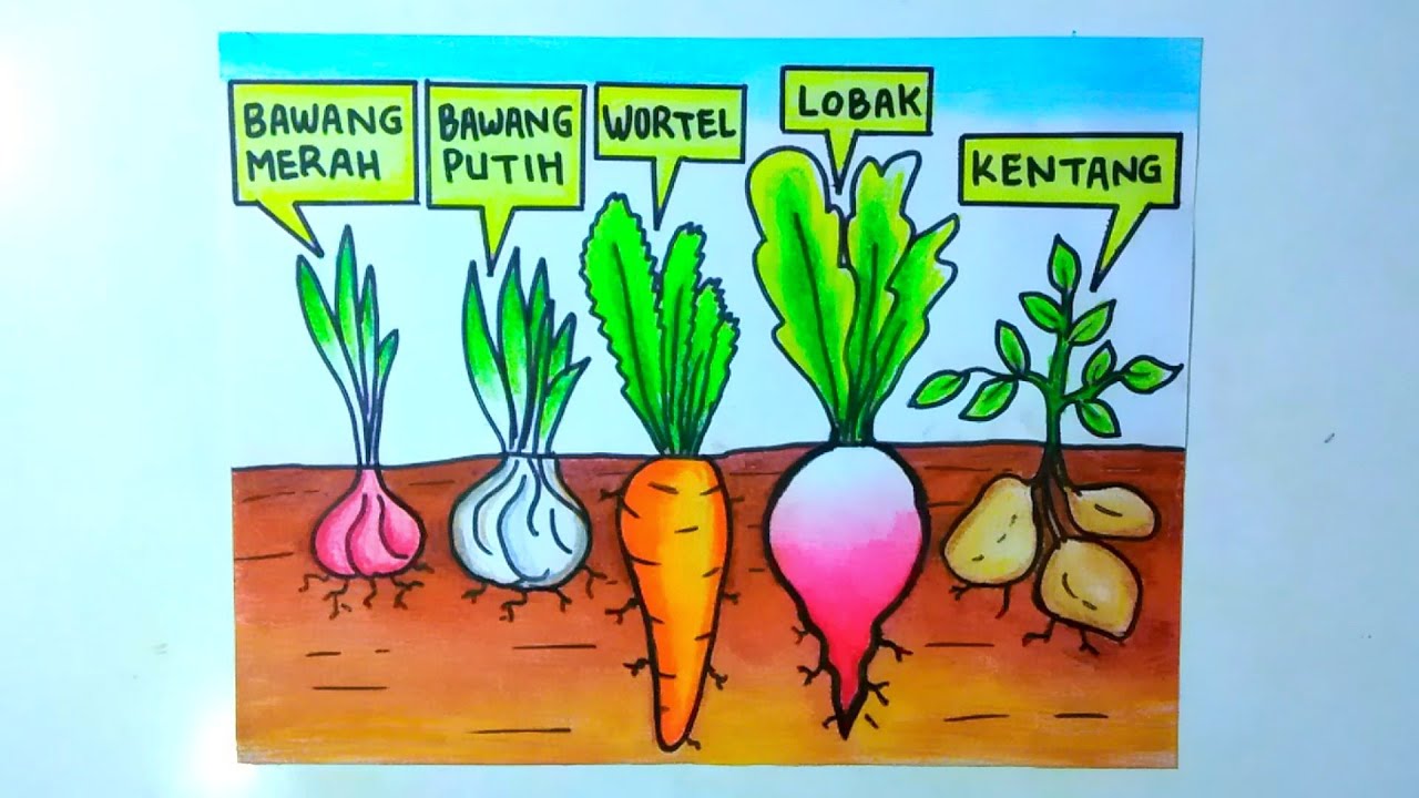 Detail Macam Macam Umbi Nomer 26