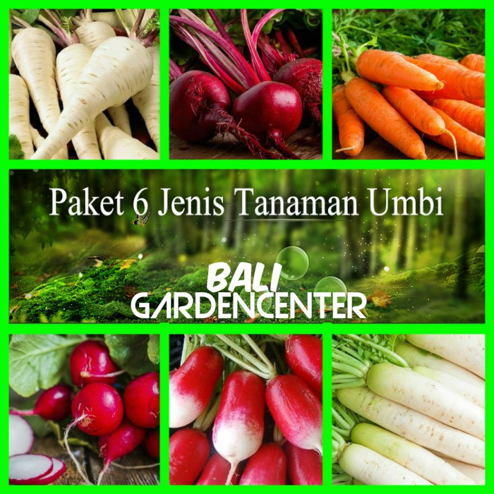 Detail Macam Macam Umbi Nomer 27