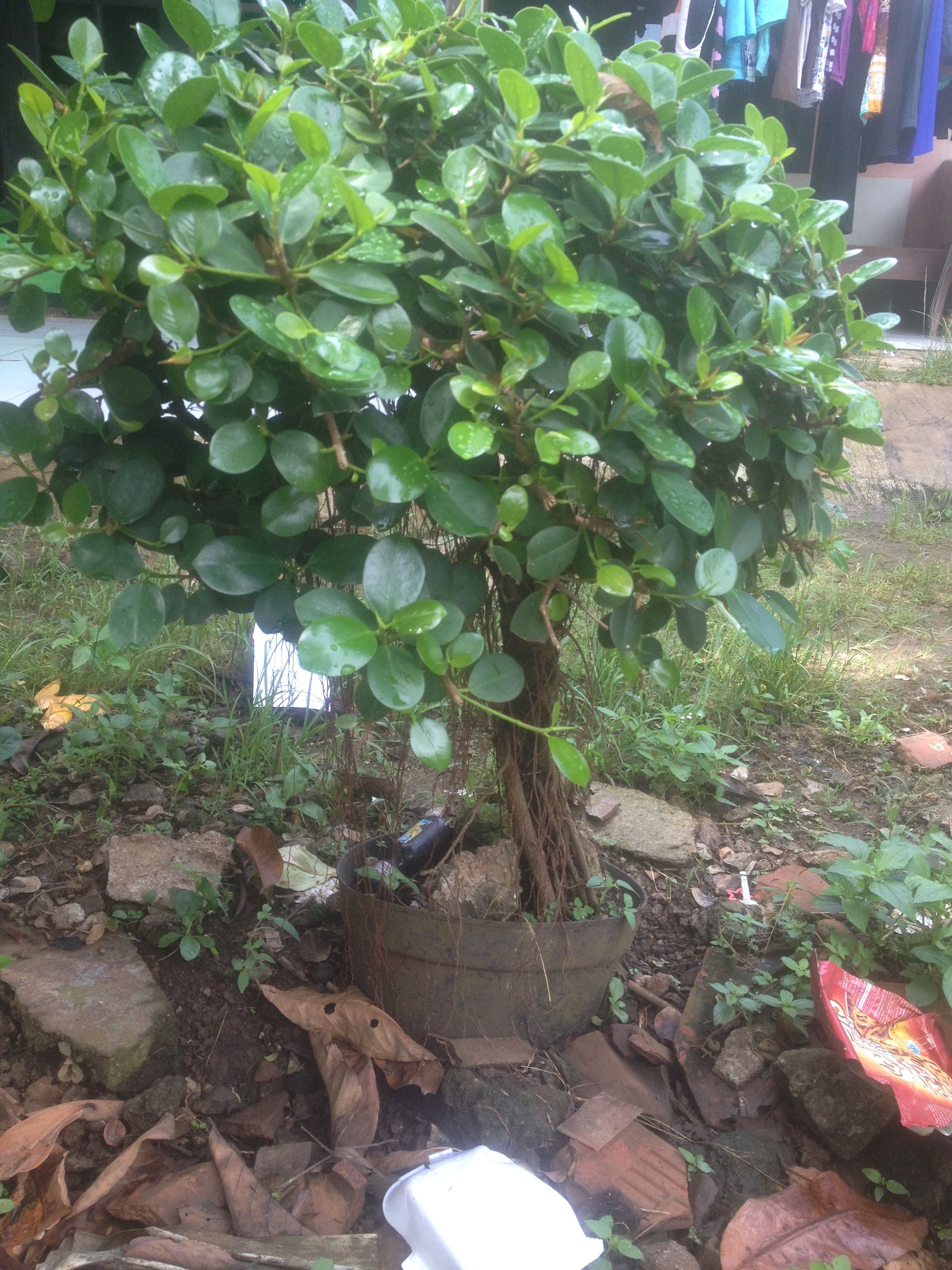 Detail Macam Pohon Beringin Nomer 10