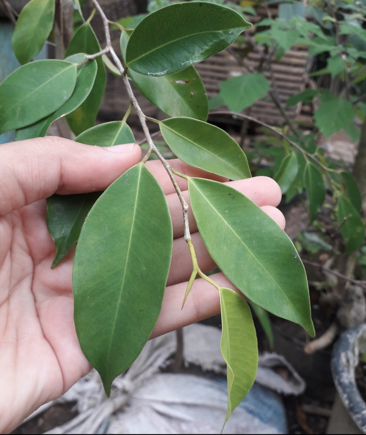 Detail Macam Pohon Beringin Nomer 12