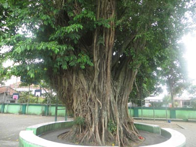 Detail Macam Pohon Beringin Nomer 17