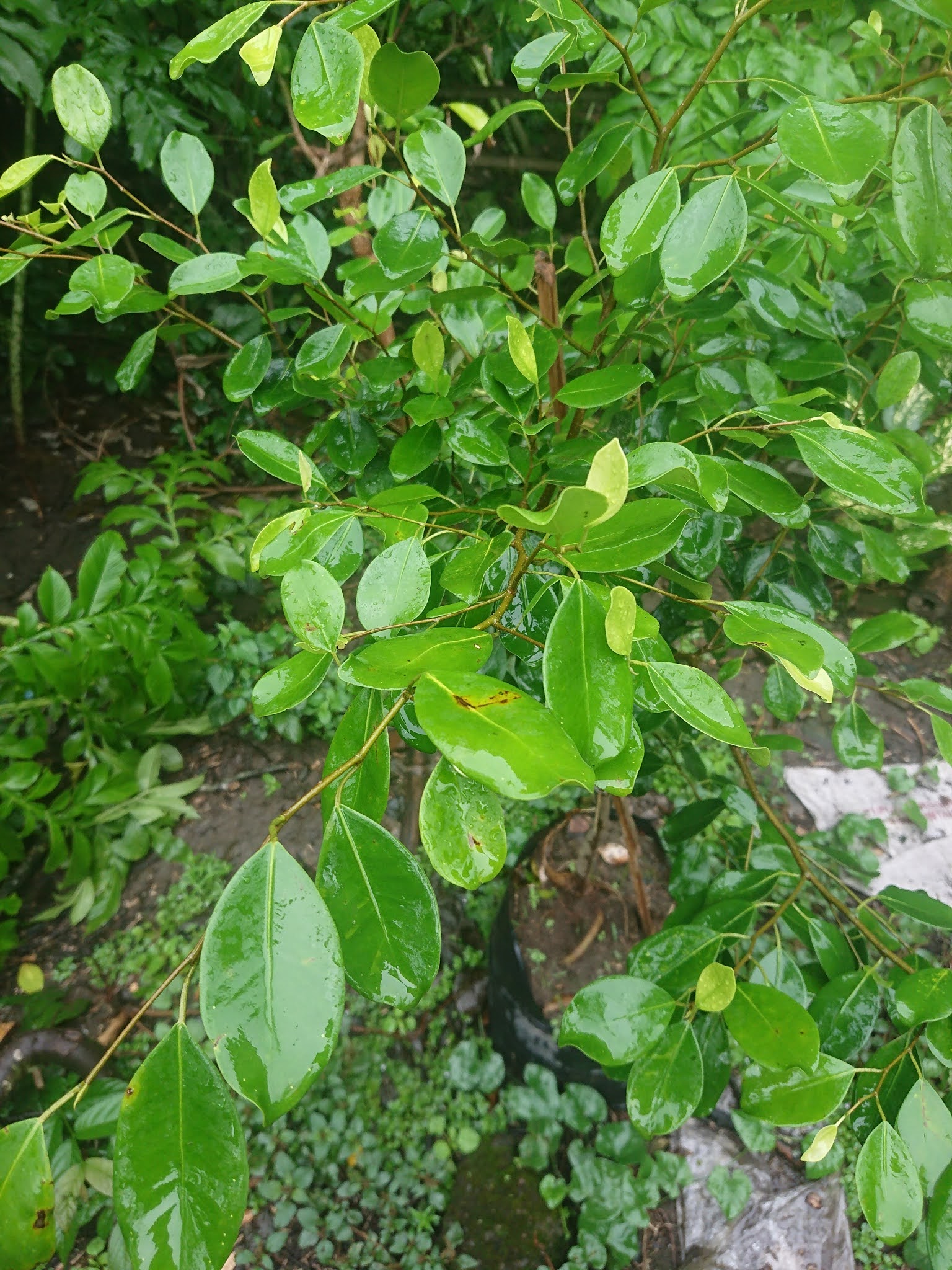 Detail Macam Pohon Beringin Nomer 2