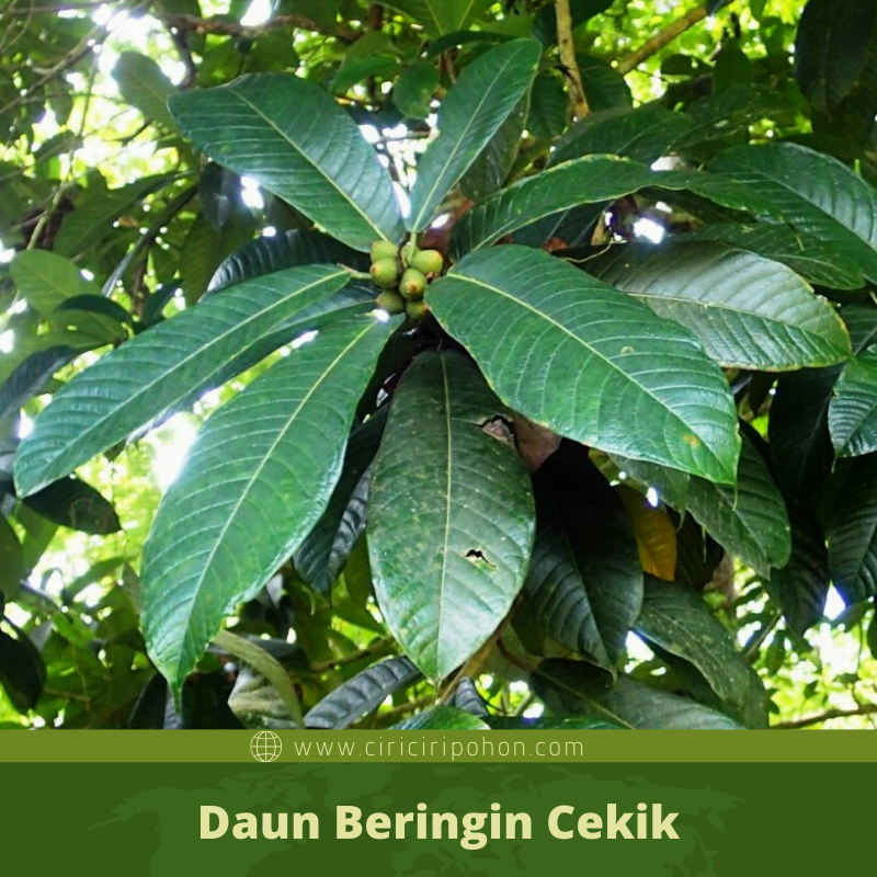Detail Macam Pohon Beringin Nomer 18