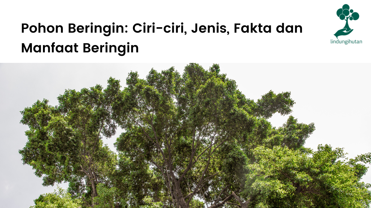 Detail Macam Pohon Beringin Nomer 24